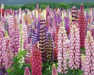 Acı Bakla Türleri ve Özellikleri