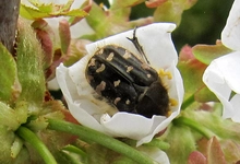 Bakla Zınnı Türleri ve Özellikleri